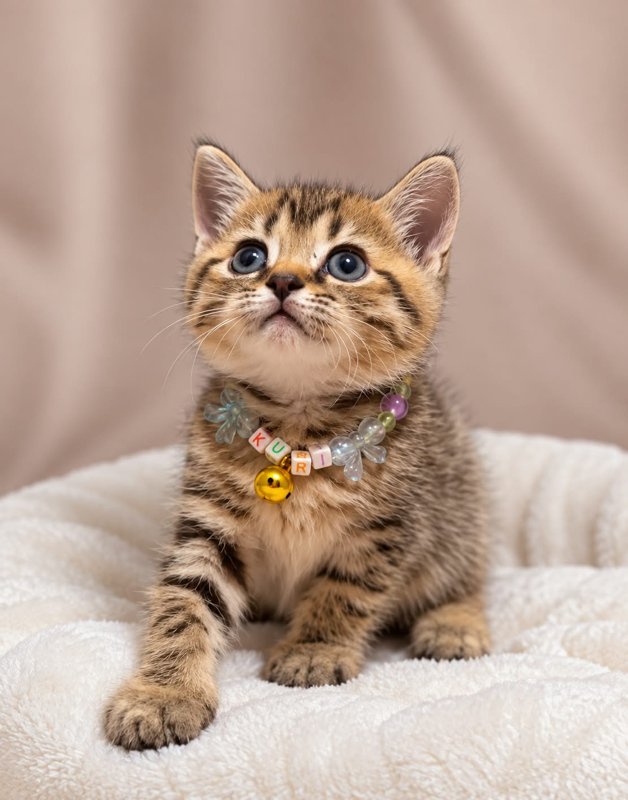 Kuri kucing ras lucu Bola Bulu Cat House