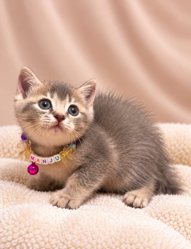 Manju kucing ras lucu Bola Bulu Cat House