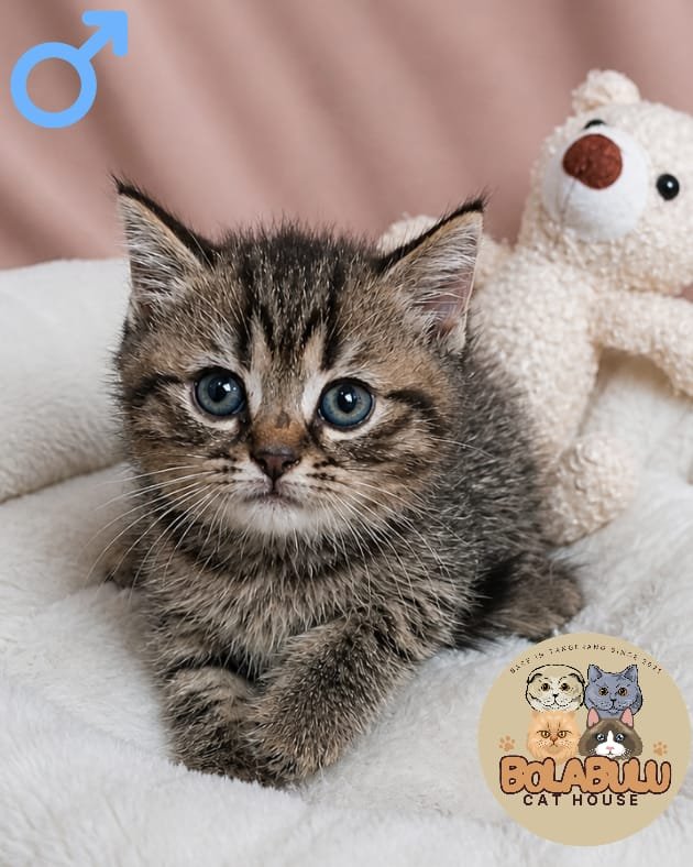 Toffee kucing ras lucu Bola Bulu Cat House