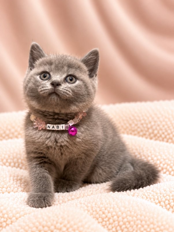 Nabi kucing ras lucu Bola Bulu Cat House