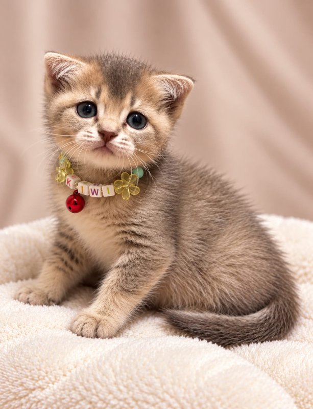 Kiwi kucing ras lucu Bola Bulu Cat House