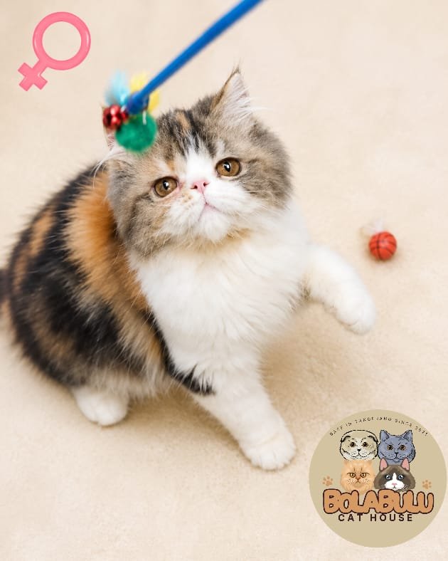Chimy kucing ras lucu Bola Bulu Cat House