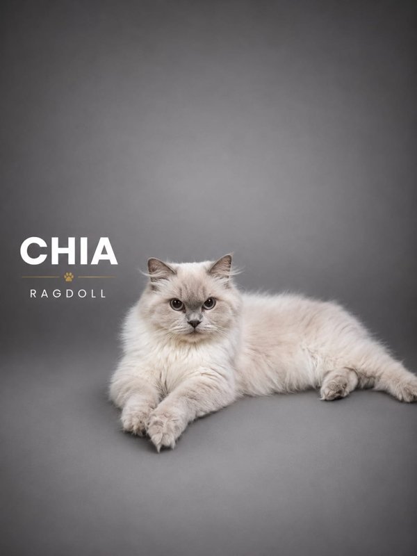 Chia kucing ras lucu Bola Bulu Cat House