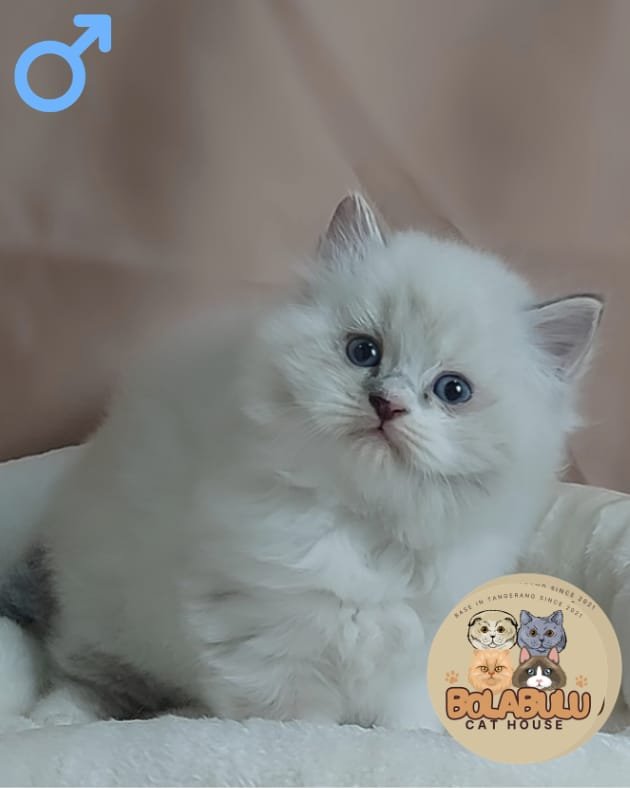 Aurì kucing ras lucu Bola Bulu Cat House