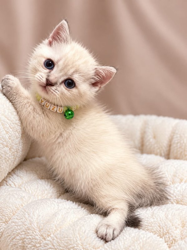 Yuzu kucing ras lucu Bola Bulu Cat House