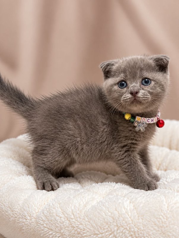 Mochi kucing ras lucu Bola Bulu Cat House