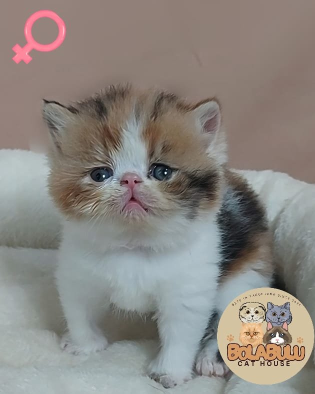 Lyra kucing ras lucu Bola Bulu Cat House