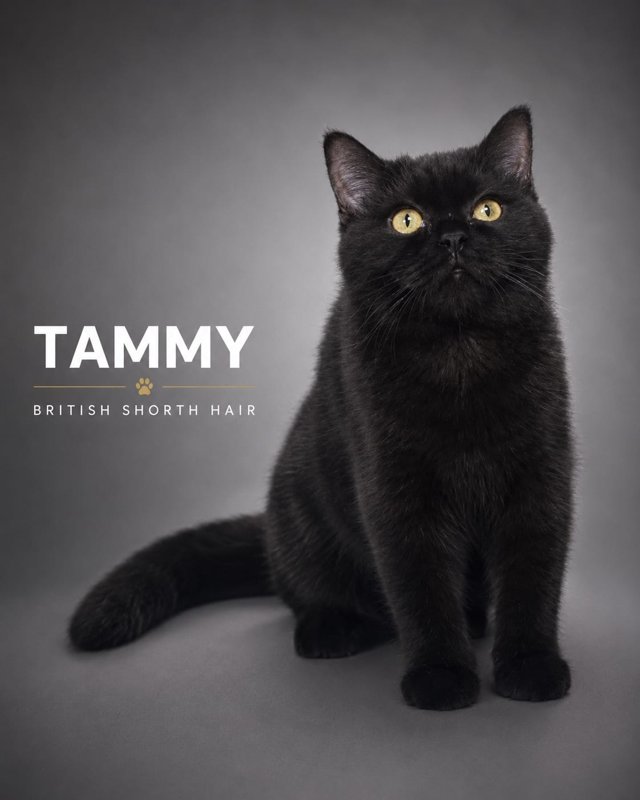 Tammy kucing ras lucu Bola Bulu Cat House
