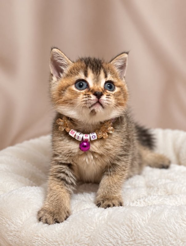 Miso kucing ras lucu Bola Bulu Cat House