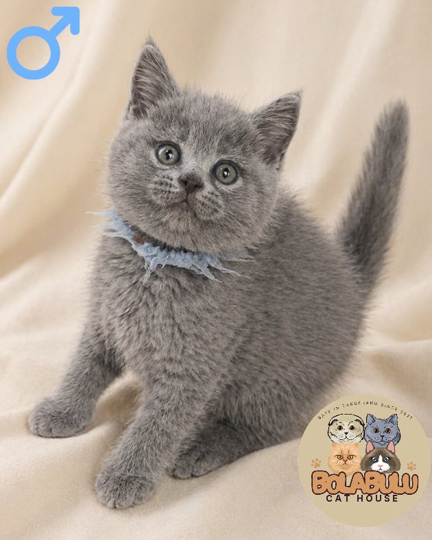 Blu kucing ras lucu Bola Bulu Cat House
