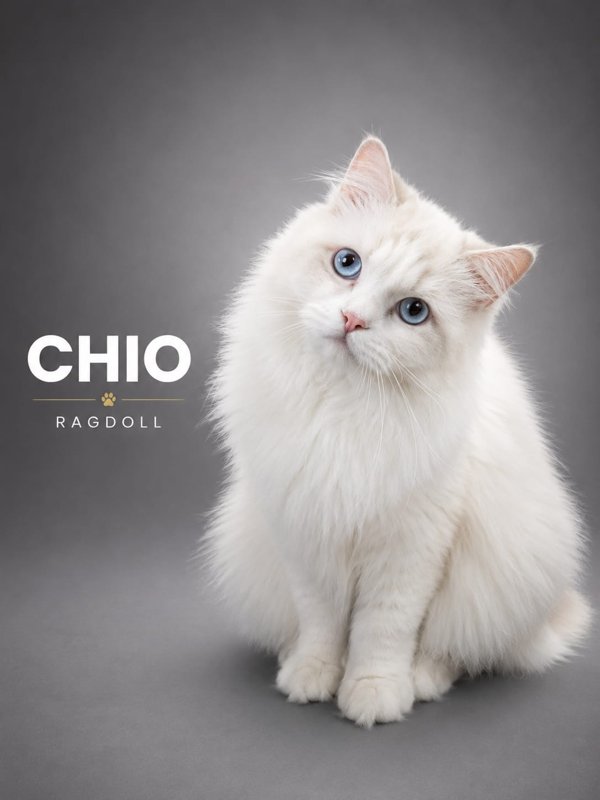 Chio kucing ras lucu Bola Bulu Cat House